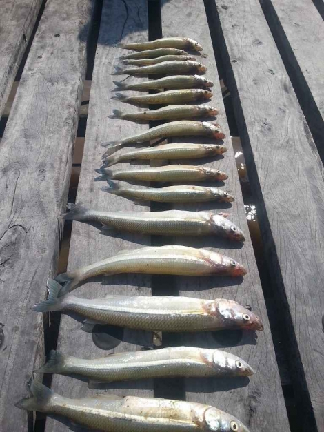 Excelentes "matungos" en la Sede Central